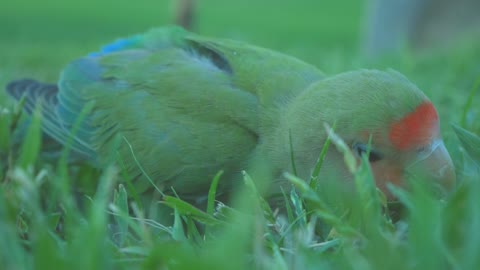 How a beautiful birds can make you relax