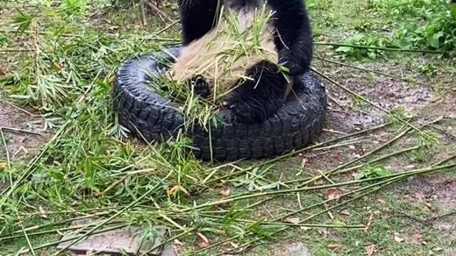 giant pandas