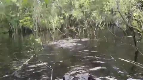 Alligator Attacks #GoPro camera and camera survives