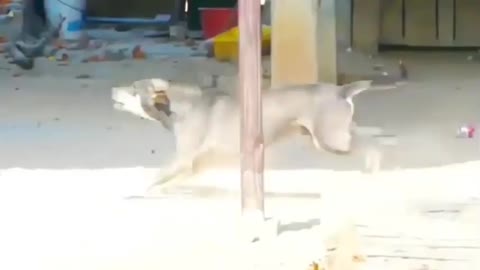 dog best video