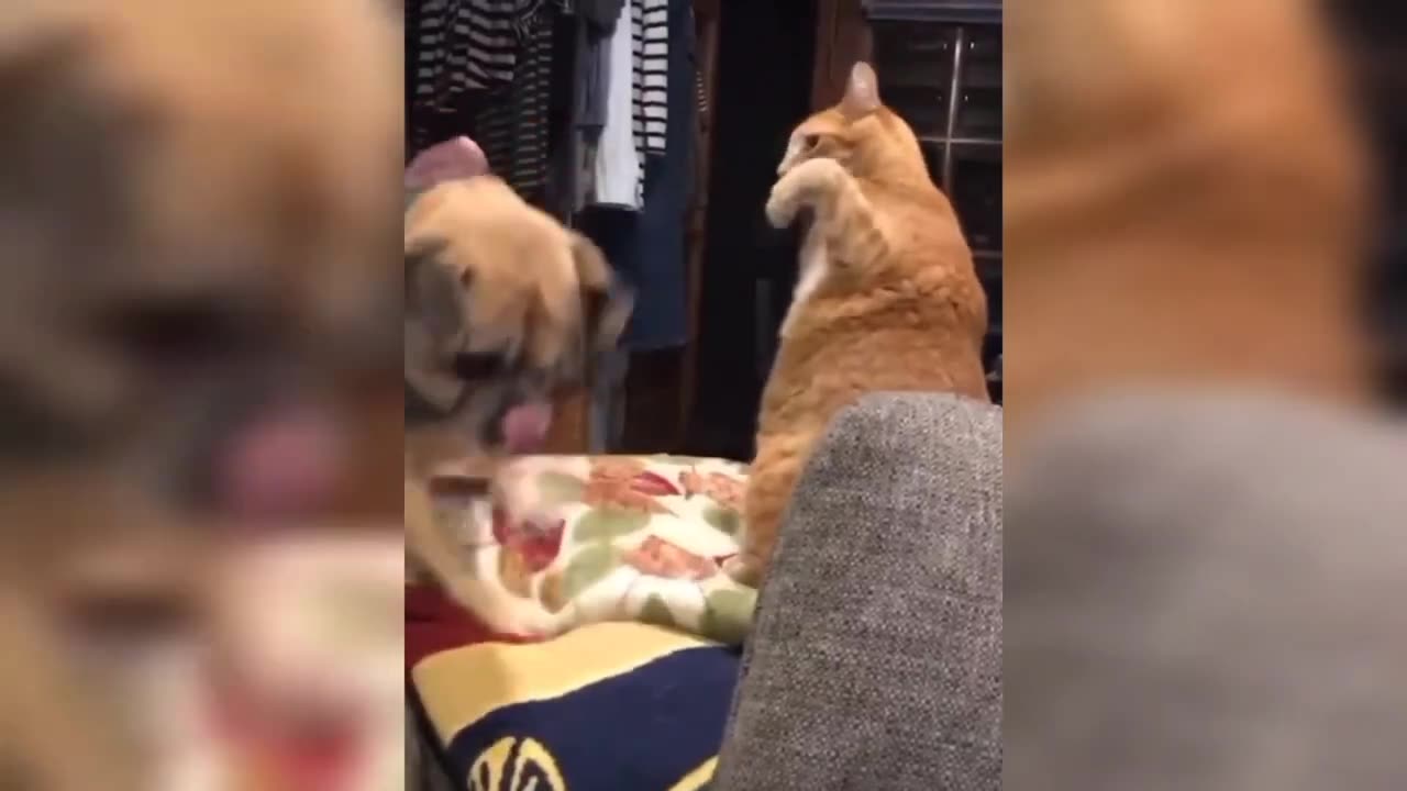 Funniest Cats And Dogs Compilation 2024 🐱🤣 Must Watch Hilarious Animal Videos (Part 8)