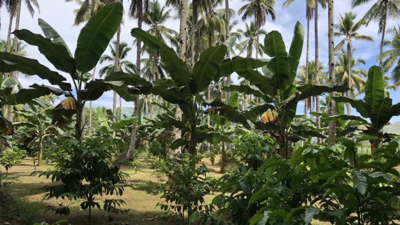 Foreigner’s coffee farming in the Mindanao philippines