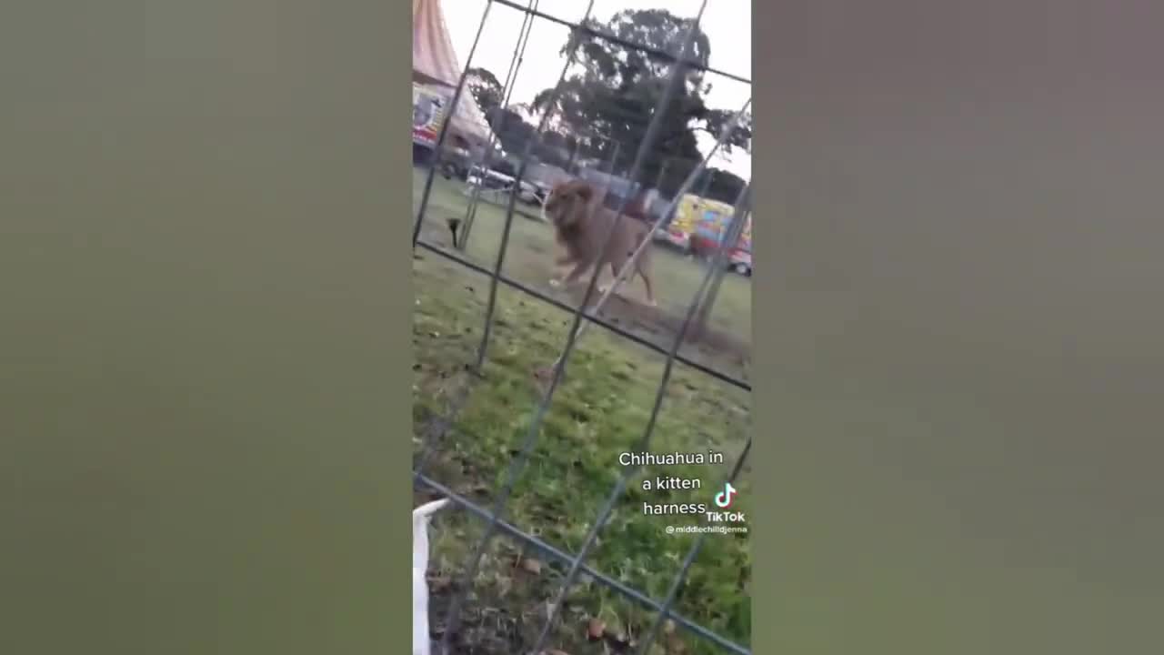 Funniest Animals Video - Funny Dogs And Cats - Funny Animals 2022