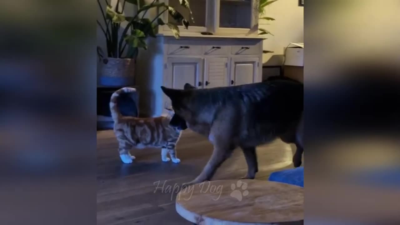 Funny Cats & Dogs - Funny Animal Video