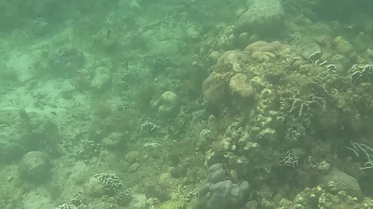 Snorkeling Through a Rejuvenating Coral Reef Oasis