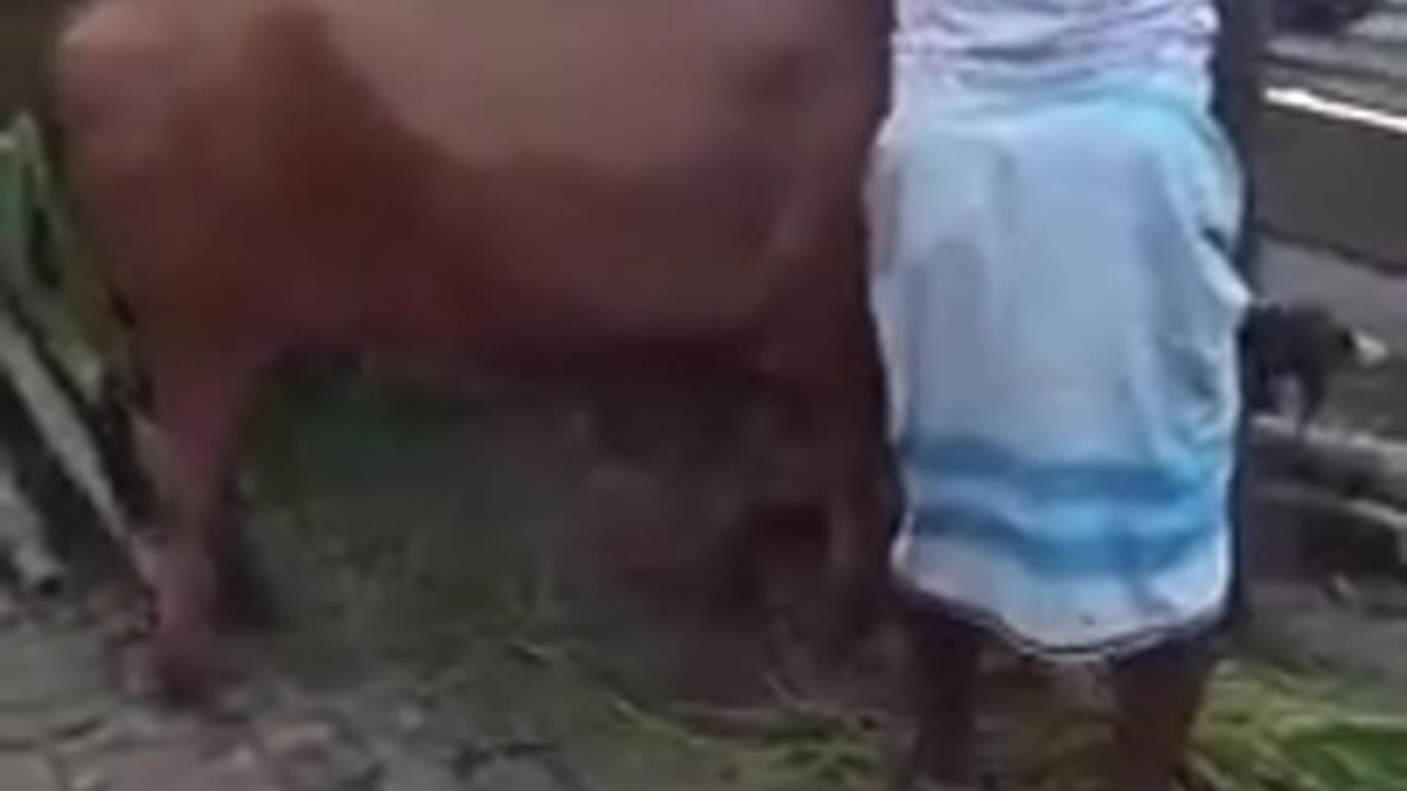 funny cow with villagers #funnycow #cow #funny content