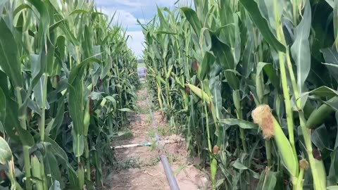 MAÍZ 🌽 HARVESTING AND GROWING