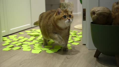Sticky leaves Funny