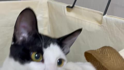 Playing with the cat in the laundry basket.
