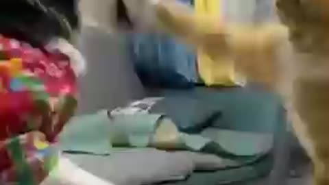 Cat and dog fighting
