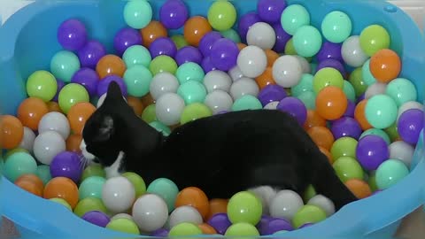 Happy National Cat Day! Cat plays in Ball Pit for the first time