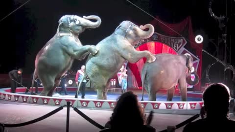 Circus Elephant