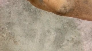 Dog Covers Its Ears During Karaoke