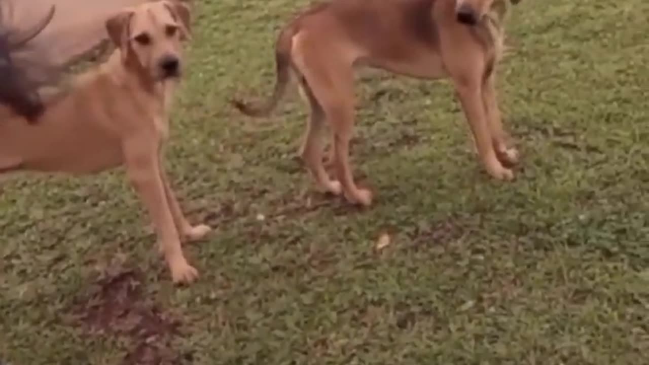 very funny cat and dogs compilation/😂😂😂😂😂😂😂