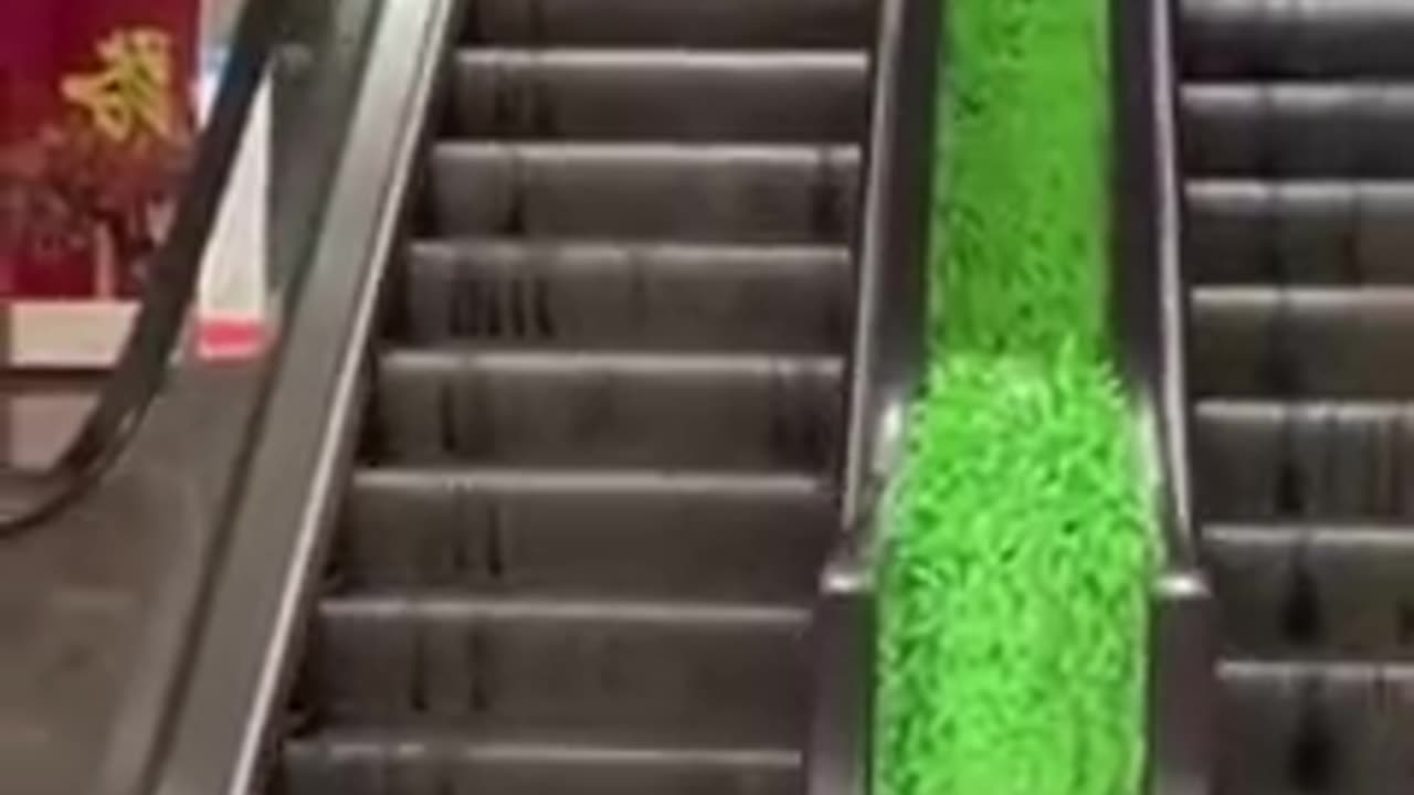 Funny animal