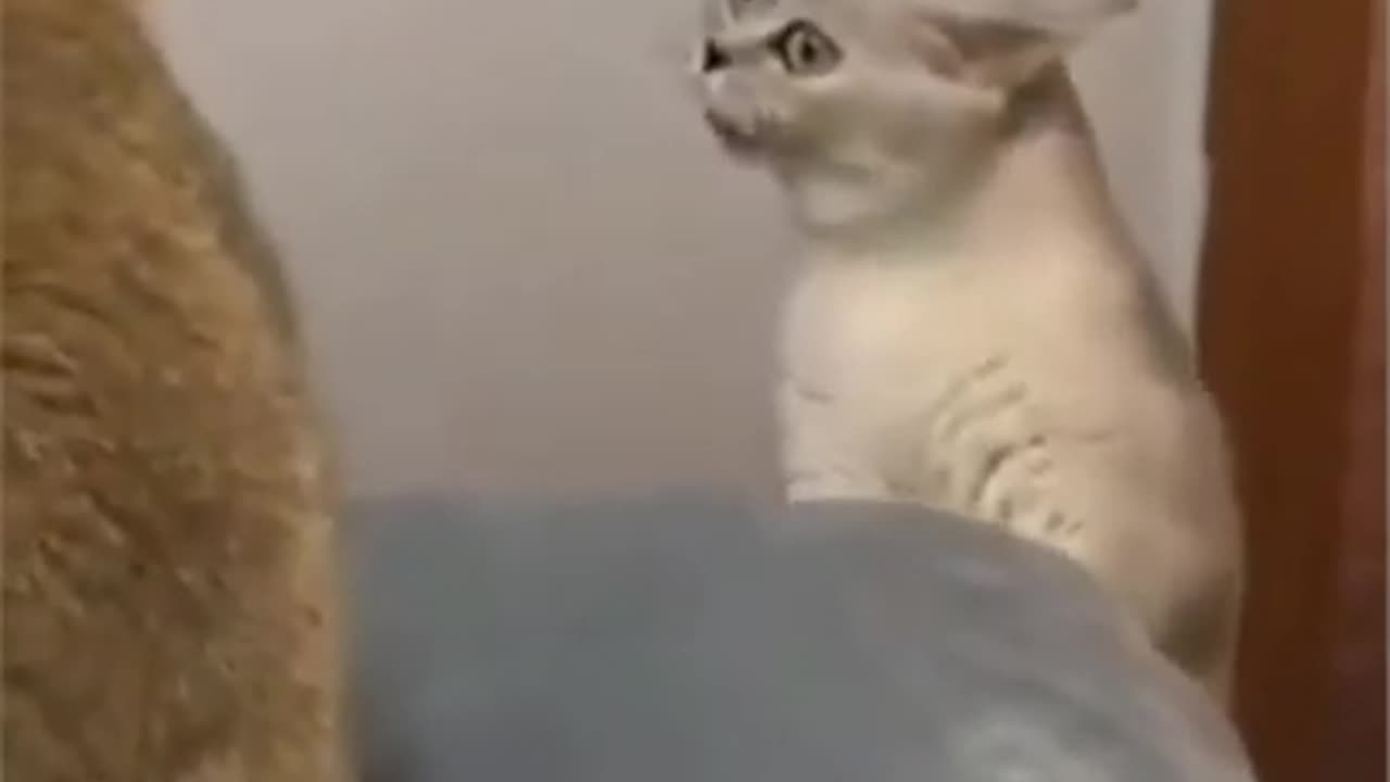 A angry 💢 cat slapped funny video