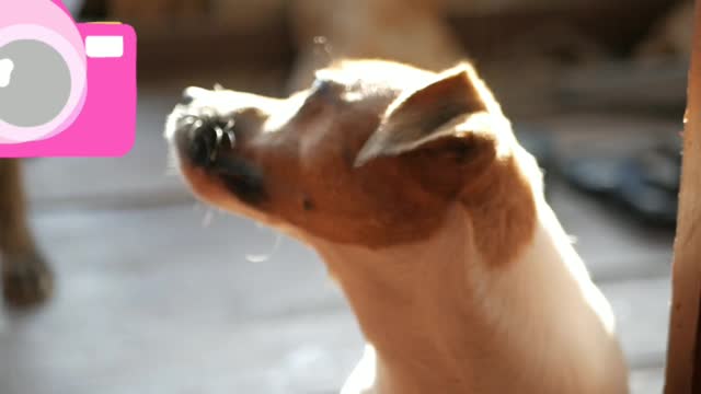 fanny dogs