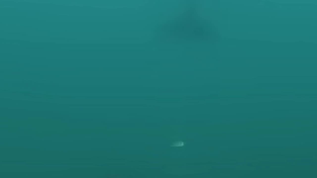 CURIOUS DOLPHINS PLAY WITH A BUBBLE RING MACHINE LOL