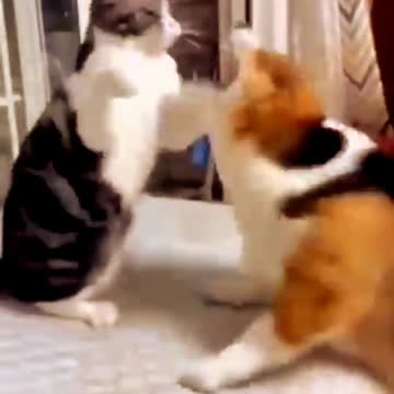 cat vs dog love.animal video