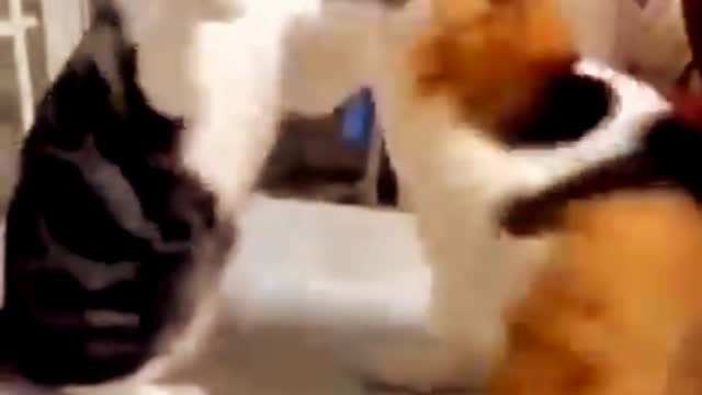 cat vs dog love.animal video