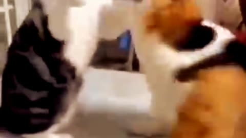 cat vs dog love.animal video