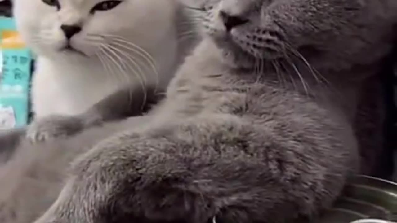 Cute cat, cute pates,funny animals