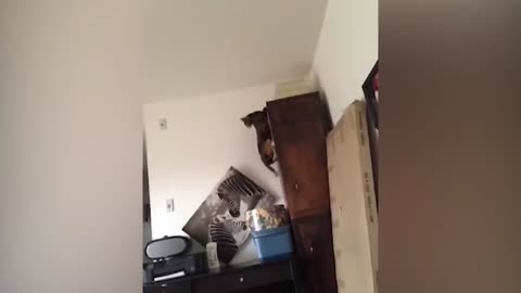 While Trying To Jump Up Cat Falls Down With Things