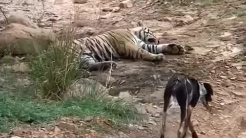 Tiger killed dog at zone 2 Ranthambore National Park,