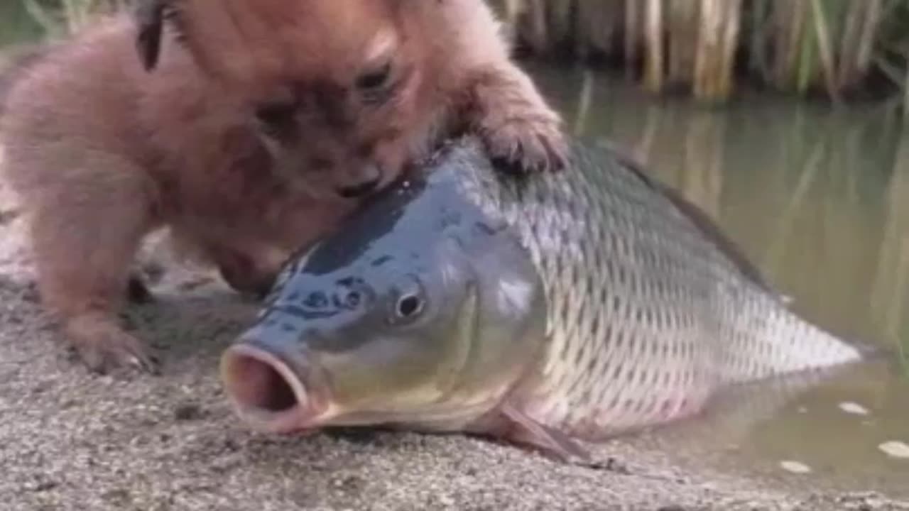 So Fanny video Dog and feesh