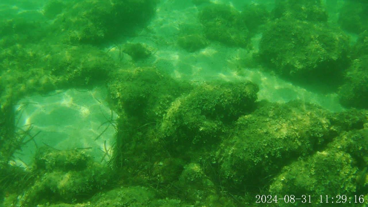 Snorkeling in Is Arutas, Sinis Sardinia 31 August 2024