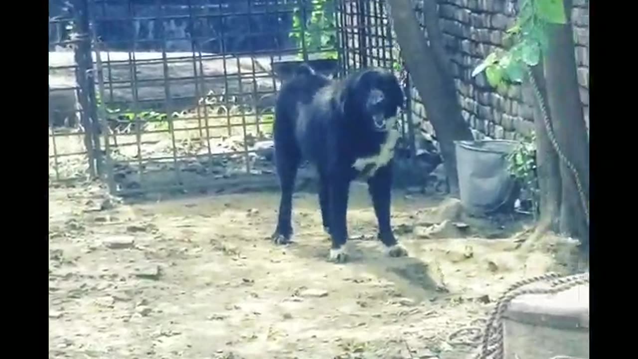 Black beauty
