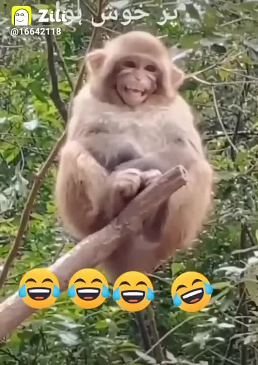 Funny comedy of monkey 🐒🐒