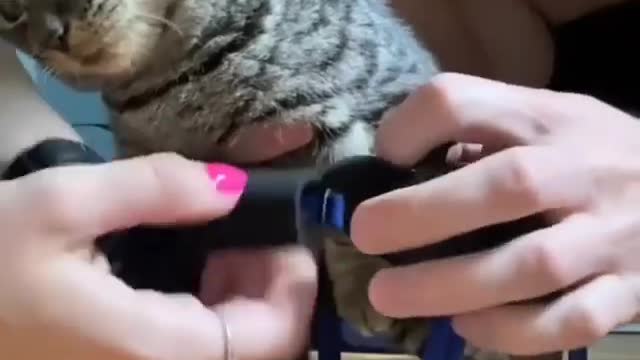 Cute cat