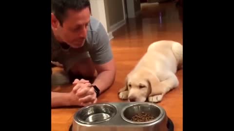 Labrador Compilation - Cute and Funny