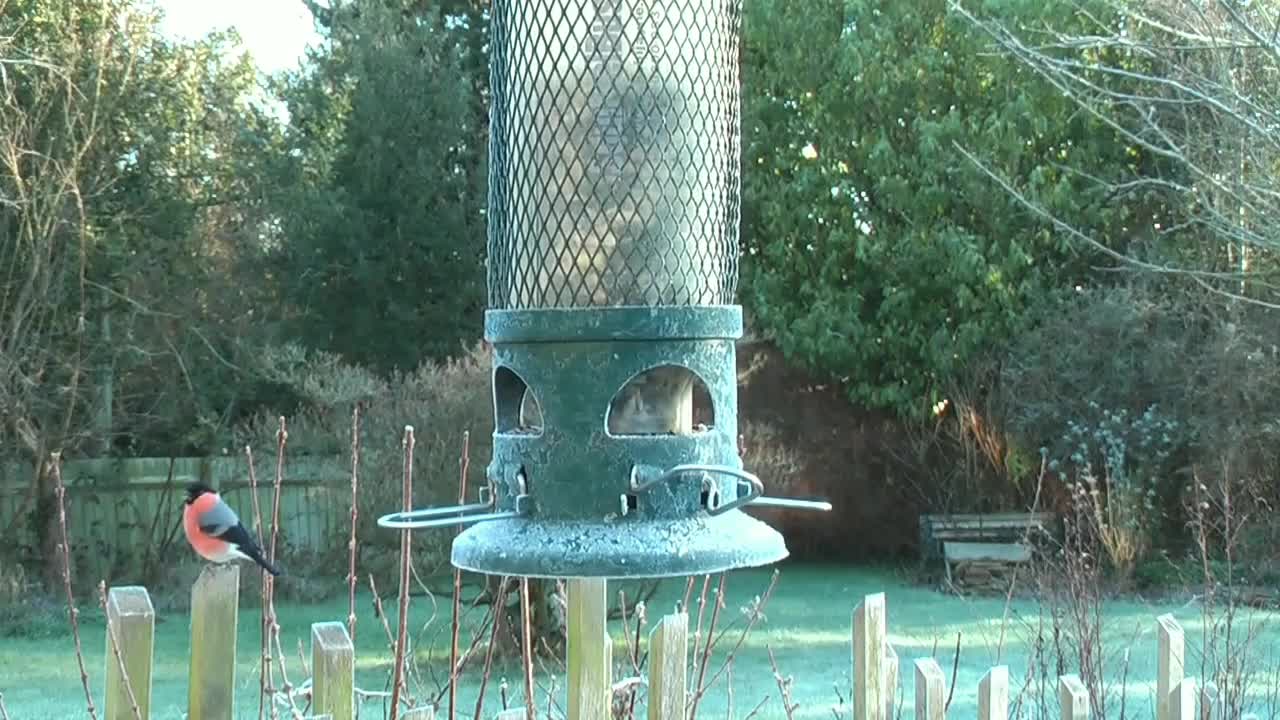 The most beautiful the birds
