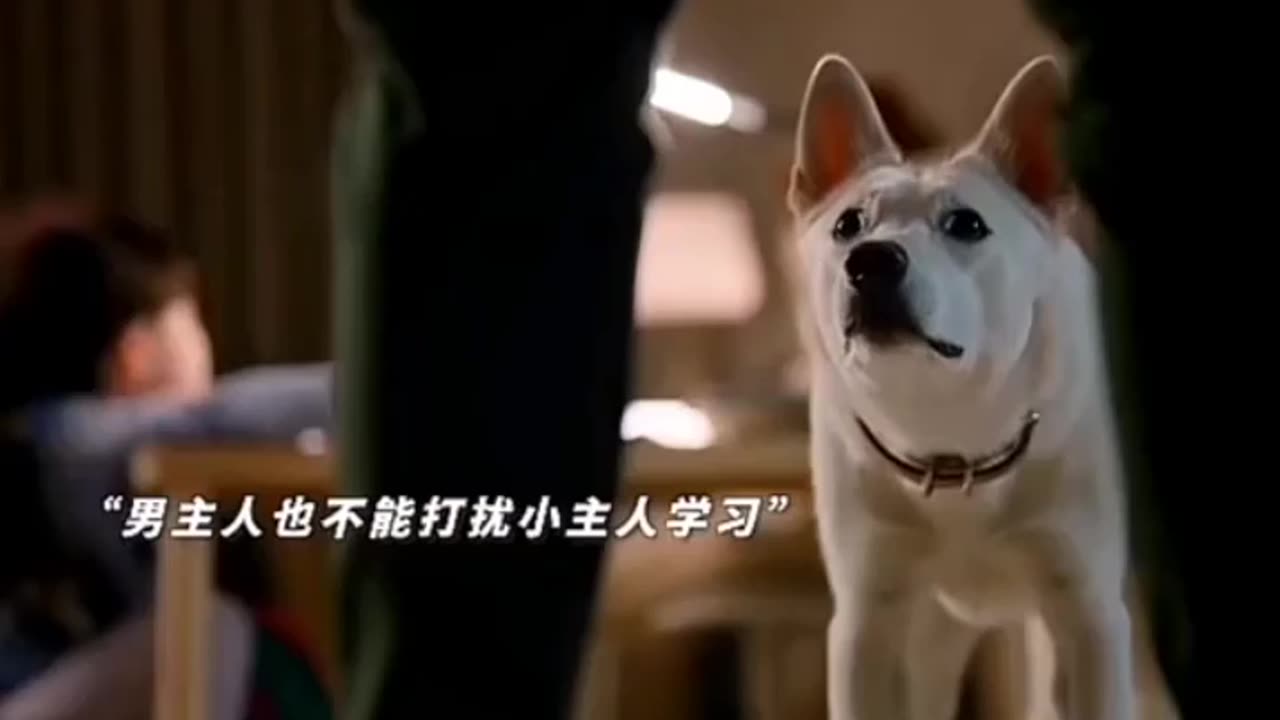 Dog love video
