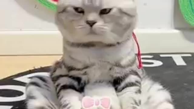 Cute cat jokes and Funny Cat Videos to Keep You Smiling