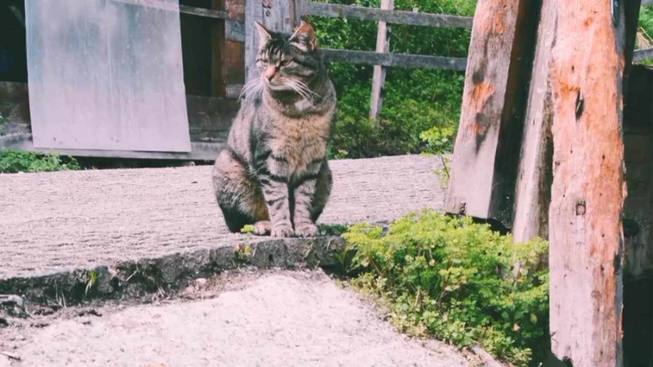 Cat meowing and waiting for someone