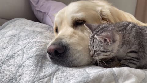 Cute Baby Kitten thinks Golden Retriever is his Mom