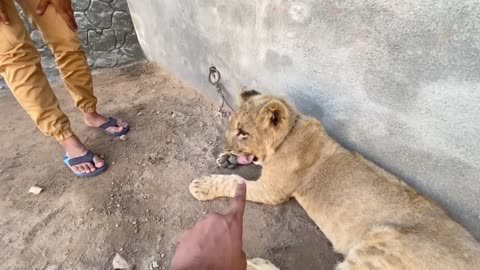 Mufasa Gussay Main Agea