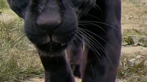 Animal Panther Diablo