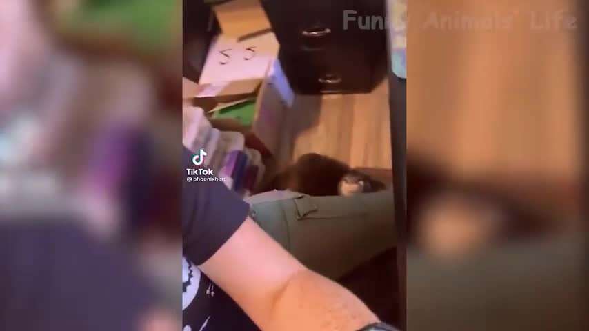 Cute pet at my workplace