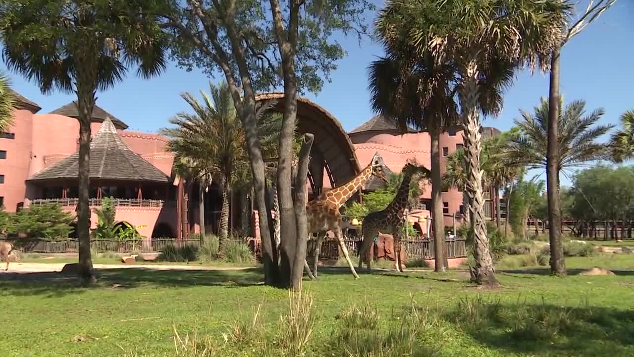 Giraffes on Mother's Day | Disney's Animal Kingdom Lodge