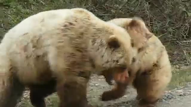 Bear Attack His Brother