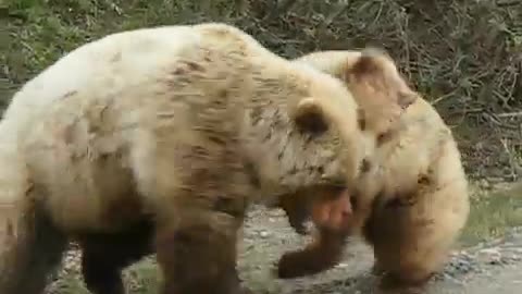 Bear Attack His Brother