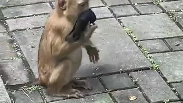 Αυτο ειναι που λεμε σας πηραν στο ψιλο και τα ζωα