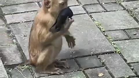 Αυτο ειναι που λεμε σας πηραν στο ψιλο και τα ζωα