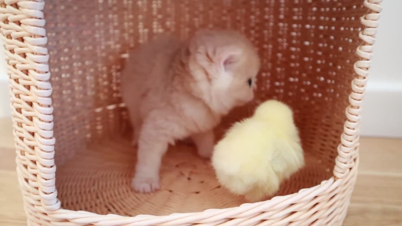 Kittens walk with a tiny chicken