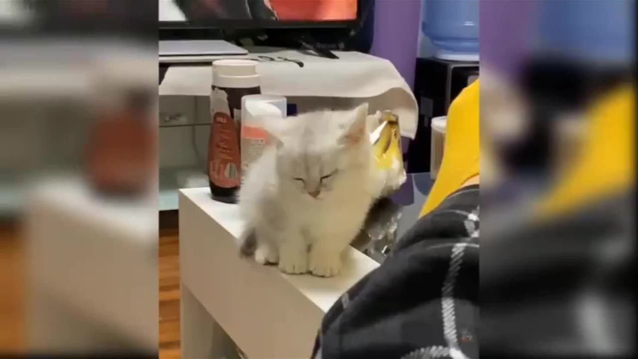 Cat sleep videos
