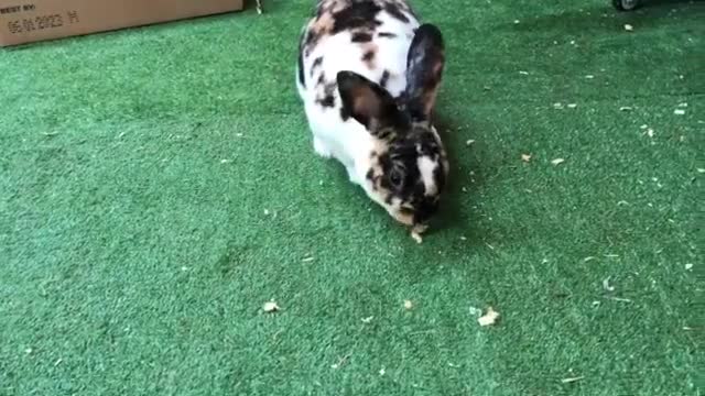 S'Mores the Mini Rex Rabbit